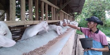 Badrus, Peternak Milenial Dari Bangkalan