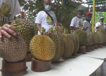 Kontes Durian di Wonosalam Jombang