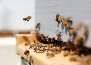 PMK Evakuasi Sarang Tawon Vespa