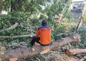 Pohon Tumbang Timpa Pejalan Kaki