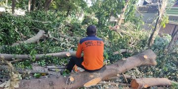 Pohon Tumbang Timpa Pejalan Kaki