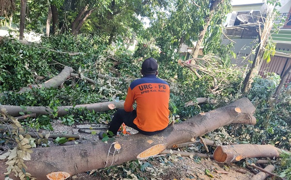 Pohon Tumbang Timpa Pejalan Kaki
