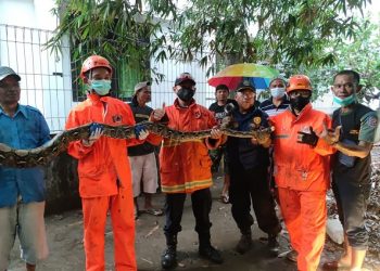 Ular Piton 4 Meter dan 33 Anaknya Ditemukan di Belakang Uniska