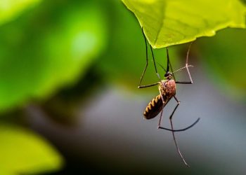 Incar Anak-anak, Kenali Gejala Awal DBD