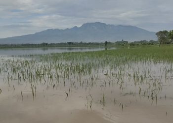 Sawah padi milik warga Grogol terendam banjir. Foto:Bacaini/AK.Jatmiko