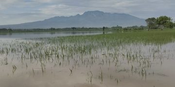 Sawah padi milik warga Grogol terendam banjir. Foto:Bacaini/AK.Jatmiko