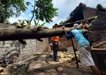 Rumah warga rusak tertimpa pohon tumbang diterpa angin puting beliung. Foto: Bacaini/Setiawan