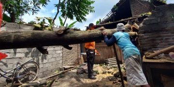 Rumah warga rusak tertimpa pohon tumbang diterpa angin puting beliung. Foto: Bacaini/Setiawan