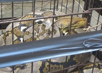 Warga Jombang Tangkap Ular Besar Saat Banjir