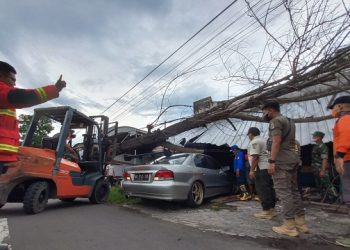 Pohon Ambruk Menimpa Bengkel dan Mobil di Tulungagung