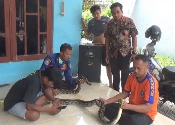 Warga Bangkalan Tangkap Ular Pemangsa Hewan Ternak