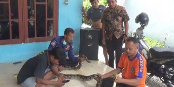 Warga Bangkalan Tangkap Ular Pemangsa Hewan Ternak