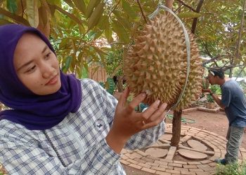 Legitnya Durian di Wisata Kebun Duren Jati Arum Nganjuk