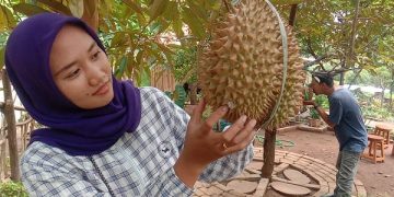 Legitnya Durian di Wisata Kebun Duren Jati Arum Nganjuk