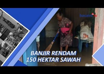 Ratusan Hektar Sawah Tergenang Banjir