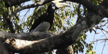 Salah satu jenis burung yang ada di Cagar Alam Pulau Sempu, Kabupaten Malang. Foto: Bacaini/A.Ulul