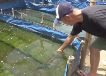Buruh Pabrik di Jombang Jadi Jutawan dari Budidaya Lobster
