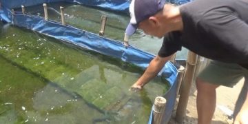 Buruh Pabrik di Jombang Jadi Jutawan dari Budidaya Lobster