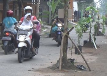 Protes, Warga Jombang Tanam Pohon di Jalan Rusak