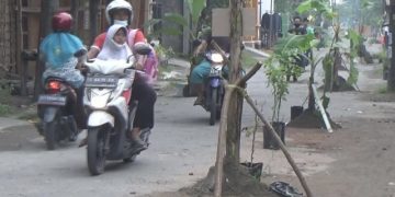 Protes, Warga Jombang Tanam Pohon di Jalan Rusak
