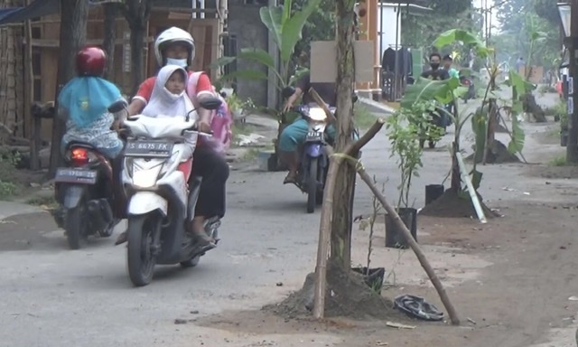 Protes Warga Jombang Tanam Pohon Di Jalan Rusak Bacaini Id