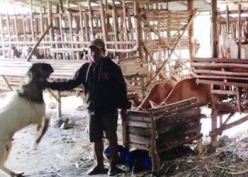 Pemuda Bangkalan Jadi Sarjana Berkat Ternak Kambing