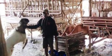 Pemuda Bangkalan Jadi Sarjana Berkat Ternak Kambing