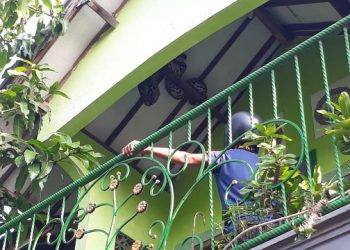 Warga Jombang Temukan Ular Sanca 4 Meter di Atap Rumah