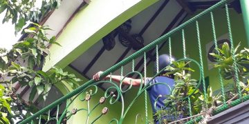 Warga Jombang Temukan Ular Sanca 4 Meter di Atap Rumah