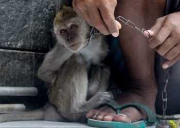 Nekat Keliling, Pemilik Topeng Monyet Diciduk Petugas