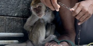 Nekat Keliling, Pemilik Topeng Monyet Diciduk Petugas