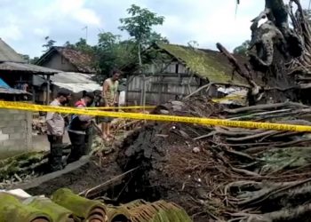 3 Rumah Tertimpa Pohon, Satu Korban Meninggal Dunia