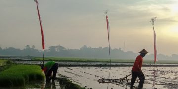 Petani yang menggarap sawah di Tulungagung masih banyak yang tidak menerima pupuk bersubsidi. Foto: Bacaini/Setiawan