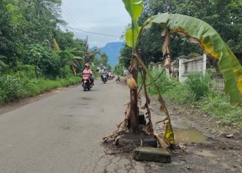 Rawan, Warga Desa Tiron Tanam Pisang di Jalan Berlubang