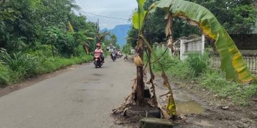 Jalan berlubang yang ditanami pohon pisang oleh warga Desa Tiron. Foto: Bacaini/AK.Jatmiko