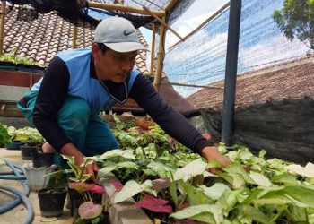 Bibit Kawin Silang Tanaman Hias Keladi Diburu Kolektor