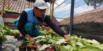 Budidaya tanaman hias keladi milik Sujarwo. Foto: Bacaini/Rahmansyah