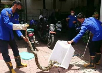 Damkar Trenggalek Evakuasi Ular di Permukiman Warga