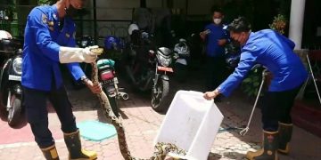 Proses evakuasi ular oleh Petugas Satpol PP Trenggalek. Foto: Bacaini/Aby
