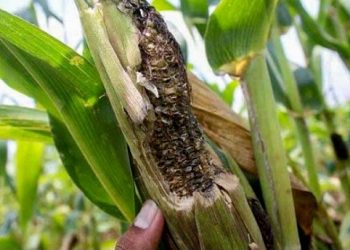 11 Hektare Sawah Petani Tulungagung Diserang Hama Tikus