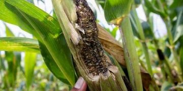 Tanaman jagung petani Tulungagung rusak diserang hama tikus. Foto: Bacaini/Setiawan