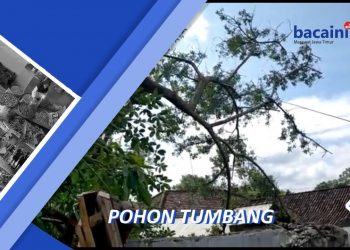 Pohon Tumbang Timpa Rumah, 1 Orang Meninggal