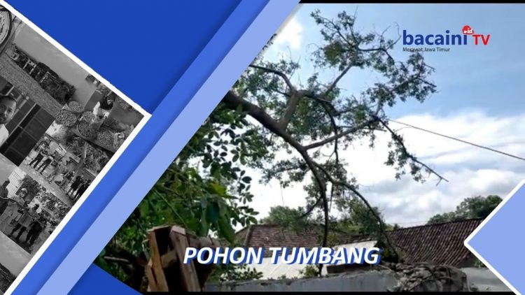 Pohon Tumbang Timpa Rumah, 1 Orang Meninggal
