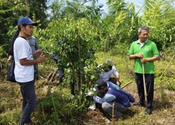 Kurangi Resiko Longsor, Ratusan Bibit Ficus Ditanam di Kelud