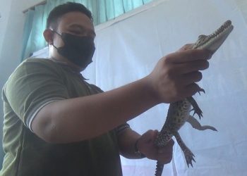 Diduga Ada Habitat Buaya, Warga Diminta Waspada di Sungai Brantas