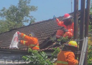 Waspada, Bahaya Sarang Tawon Vespa di Dalam Rumah