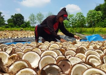 Minyak Goreng Mahal dan Langka, Permintaan Kopra Tinggi
