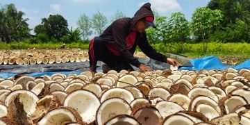 Proses pengeringan kopra. Foto: Bacaini/Novira