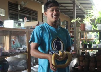 Peternak Ular Piton di Tulungagung Raup Omzet Ratusan Juta