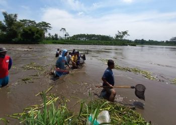 Pladu Sungai Brantas, Warga Tulungagung Serbu Ikan Mabuk